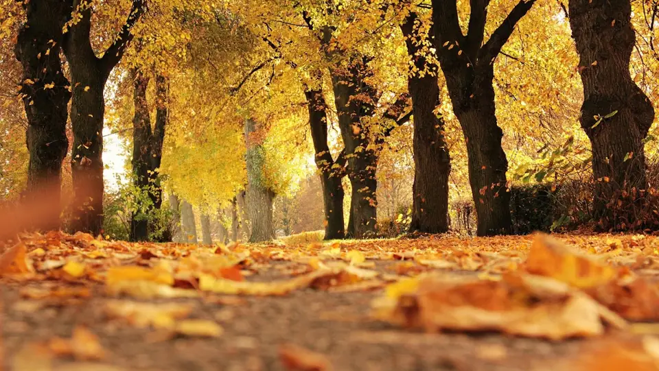 Fallen autumn leaves covering the ground