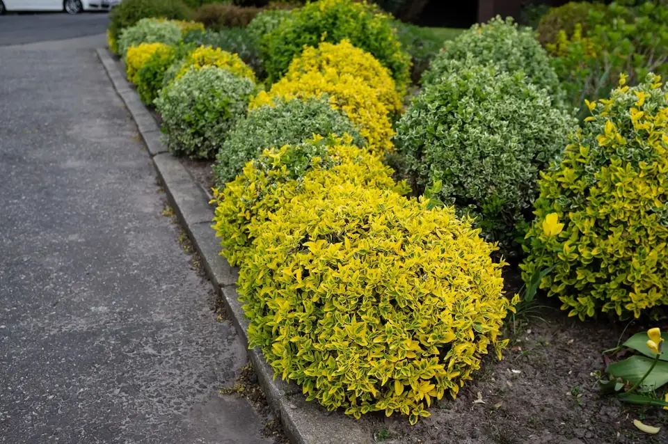 A row of round yellow and green shrubs along a paved driveway