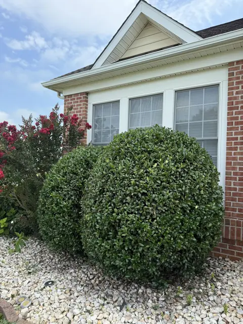 Two round shrubs trimmed into neat shapes beside a brick house