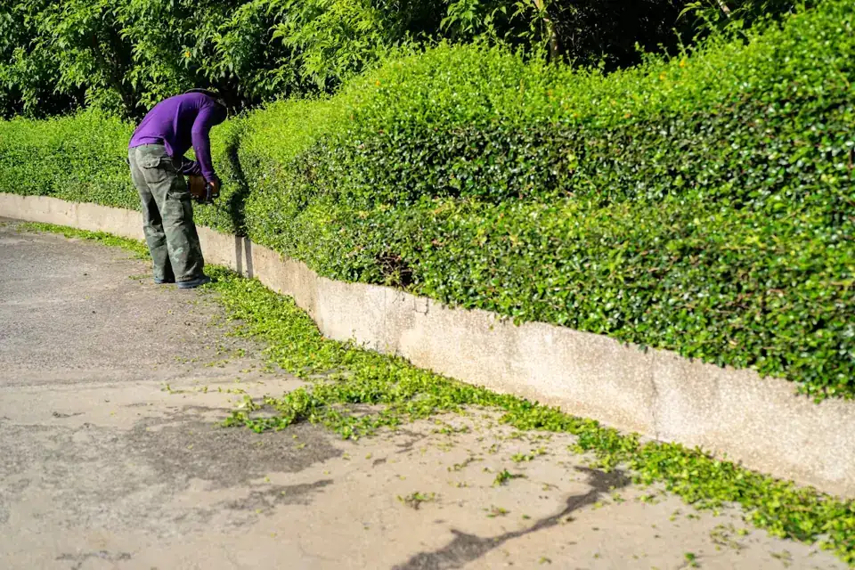 MAFAM crew member trimming a long hedge beside a driveway